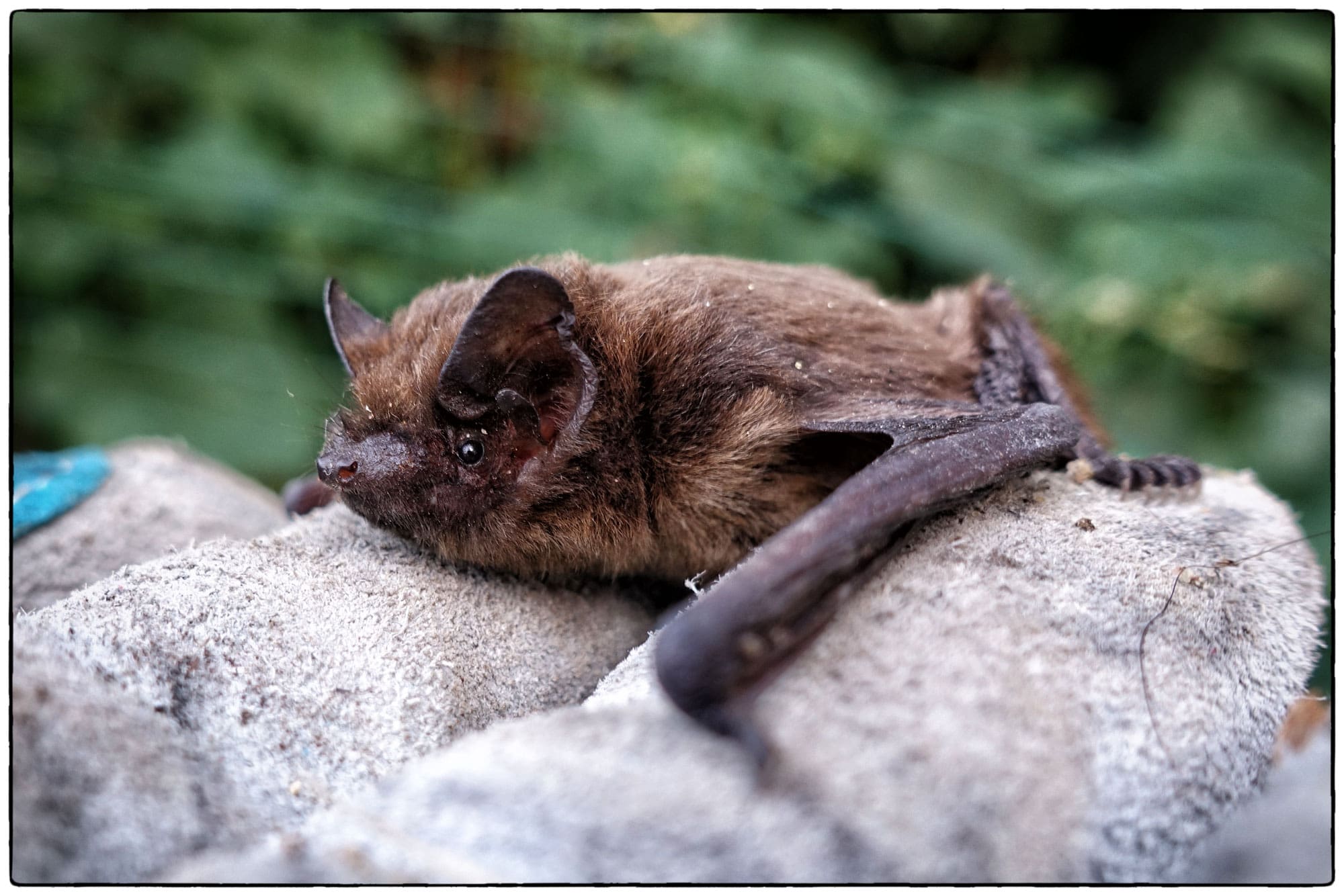 Bat Surveys Ireland